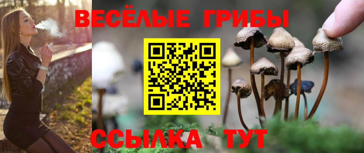 Псилоцибиновые грибы Psilocybe  что такое   Черемхово  Вход с VPN 